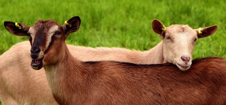 How the Bleep Do Goats Have Accents? Unraveling the Mystery of Goat Talk!