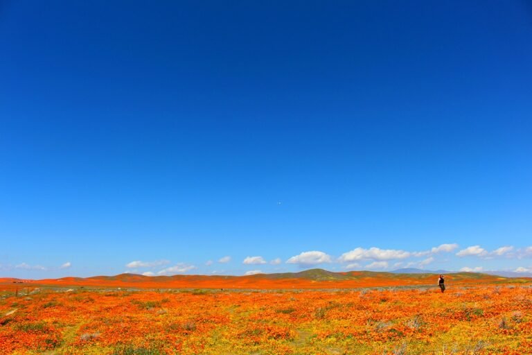 What the Bleep is a ‘Superbloom’ and Why Does It Only Happen Occasionally?